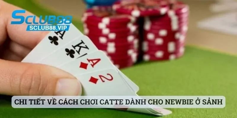 Chi tiết về cách chơi catte dành cho newbie khi trải nghiệm ở sảnh